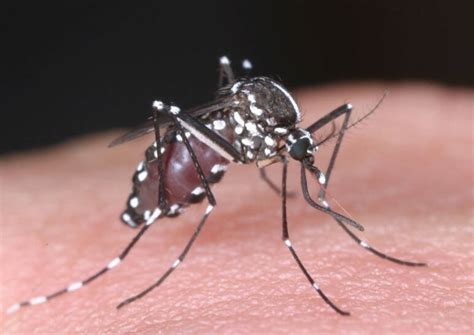 denguefeber smitte